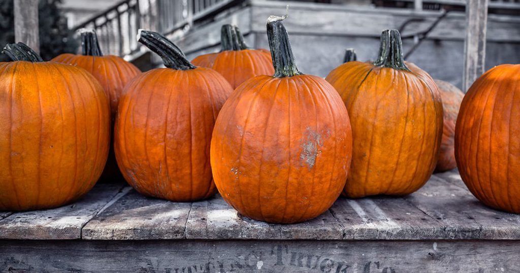 Row of pumpkins on a wooden platform